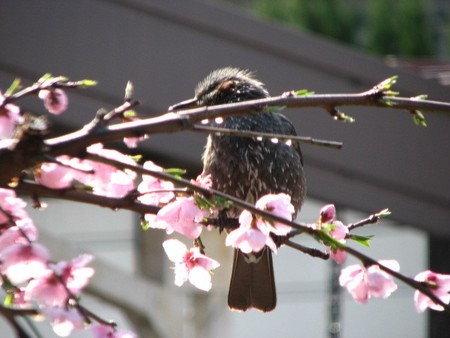 f:id:arimsk:20070504082224j:image