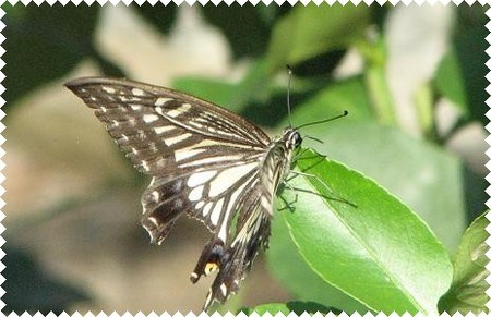 f:id:arimsk:20071006125042j:image:left