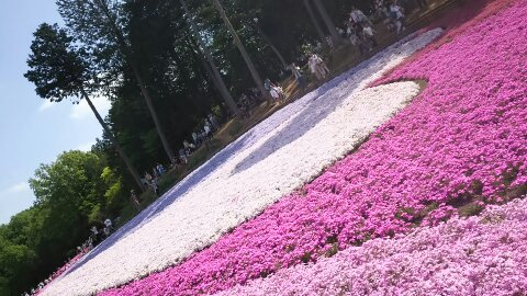 11 秩父市！あの花聖地巡礼と芝桜 - ありんご夫婦旅行