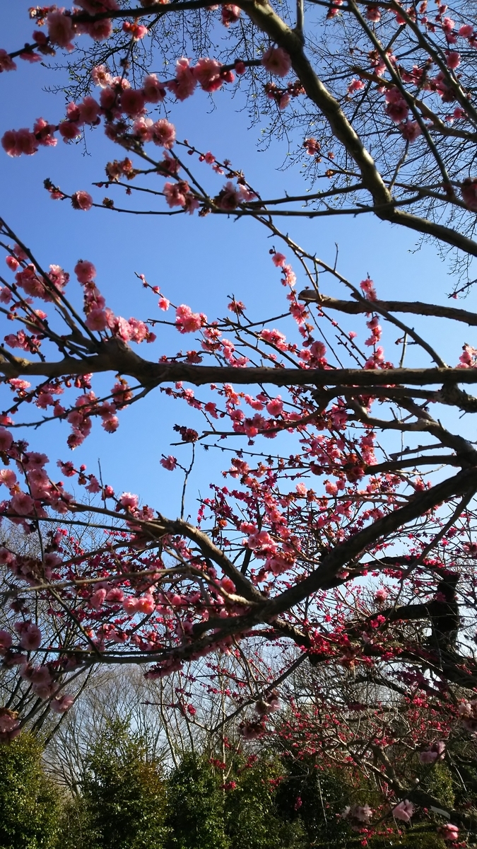 f:id:aringo_travel:20190530125752j:plain f:id:aringo_travel:20190530125752j:plain