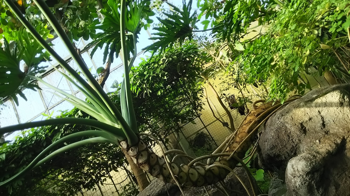 f:id:aringo_travel:20190530125845j:plain f:id:aringo_travel:20190530125845j:plain