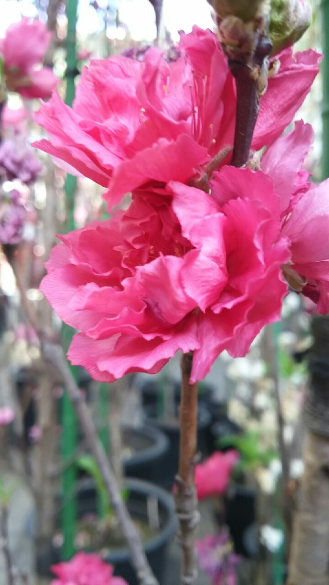 f:id:aringo_travel:20190530130134j:plain f:id:aringo_travel:20190530130134j:plain