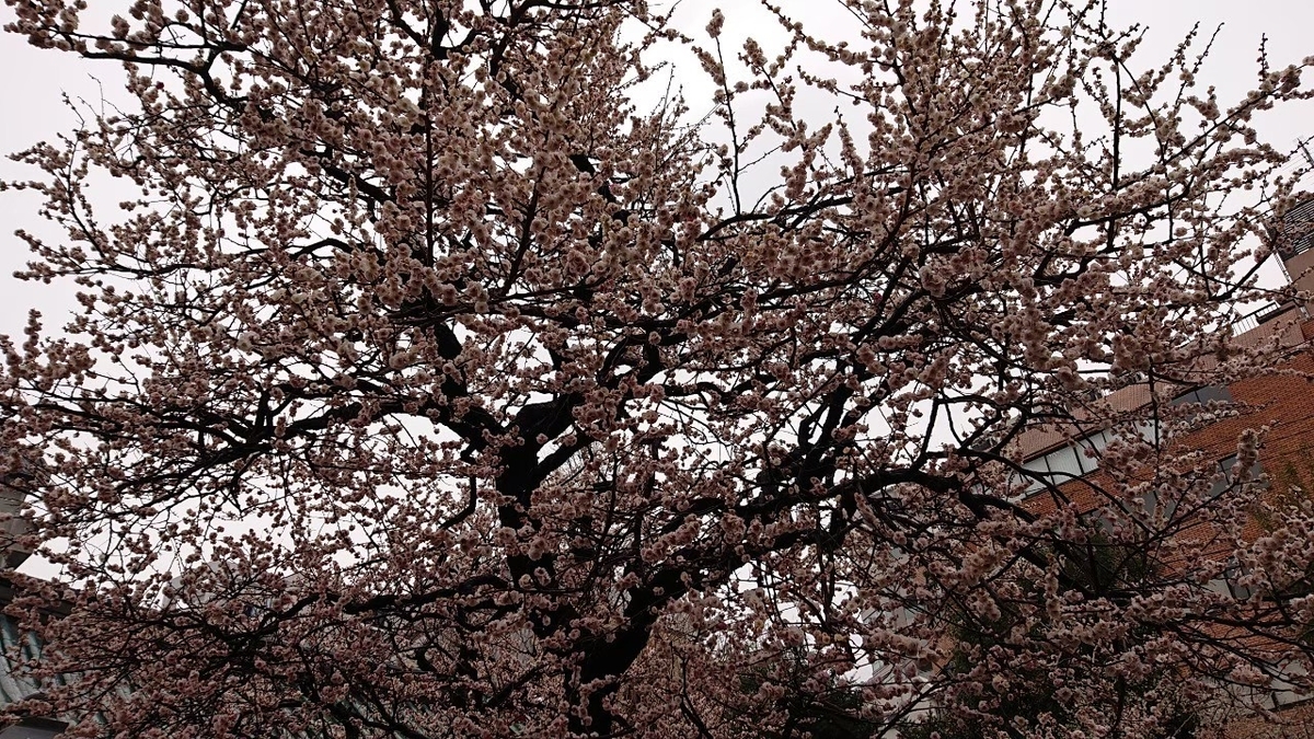 f:id:aringo_travel:20201025202650j:plain