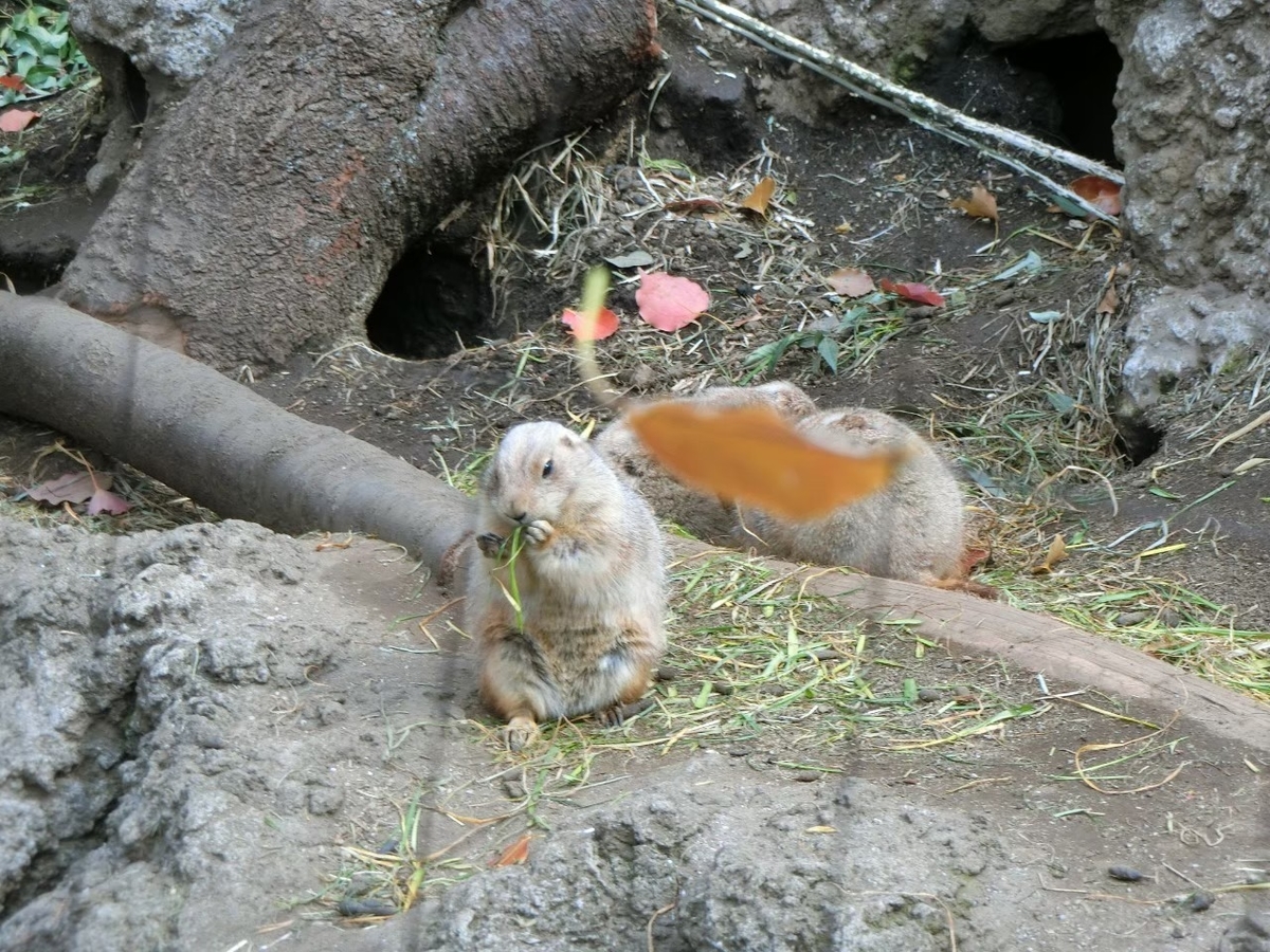 f:id:aringo_travel:20201215135012j:plain
