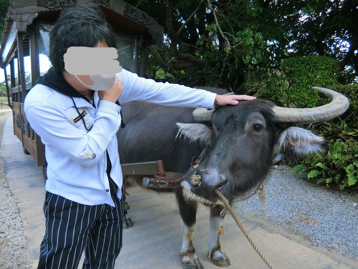 水牛（多分）の角 ?