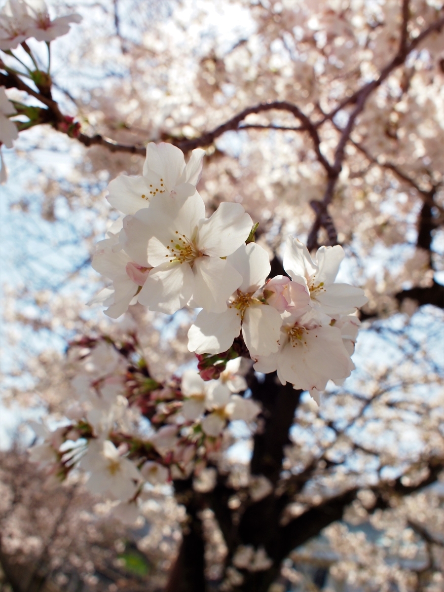 f:id:ariruariru:20210501150511j:plain