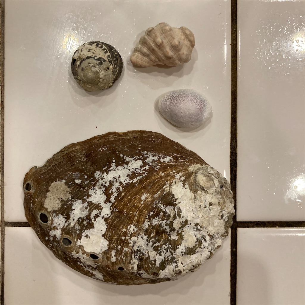 貝殻の表面を綺麗にしたくてサンポール買ったら溶けすぎた - 手製の