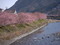 河津桜（川沿い）