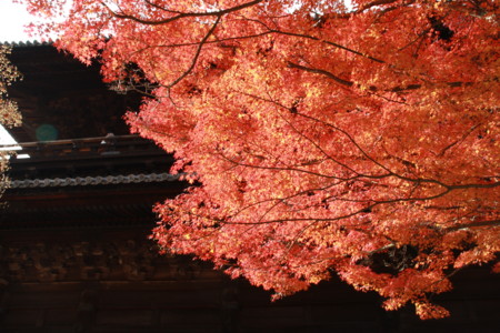 京都紅葉’09①