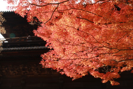 京都紅葉’09①