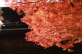 京都紅葉’09①