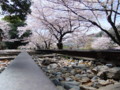 京都桜’12④