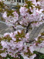 京都桜’12③