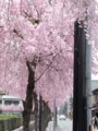 京都桜’12②