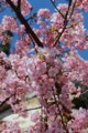 TDS2014桜２
