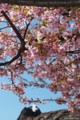 TDS2014桜