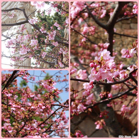 TDS河津桜（2015）