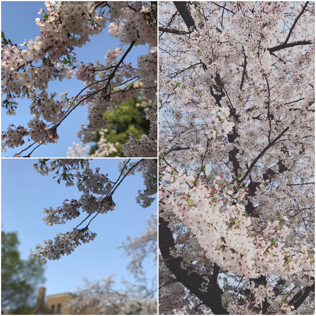 f:id:ariseitsuki:20170409234825j:plain f:id:ariseitsuki:20170409234825j:plain