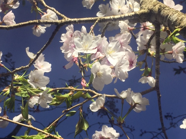 f:id:ariston_mz:20190405093855j:plain