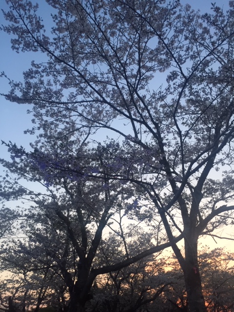 f:id:ariston_mz:20190405093858j:plain