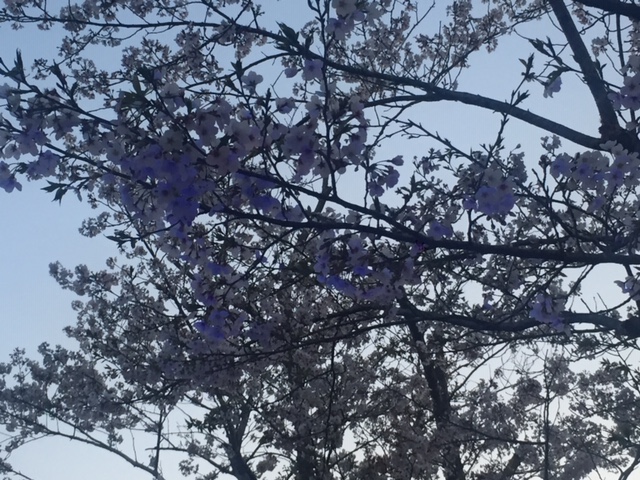 f:id:ariston_mz:20190405093902j:plain