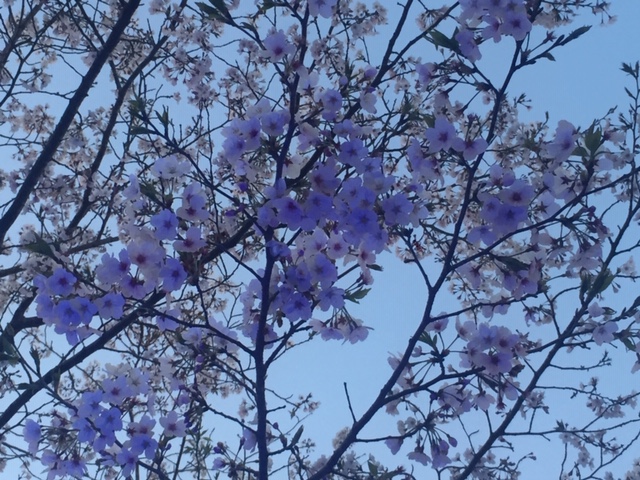 f:id:ariston_mz:20190405093905j:plain