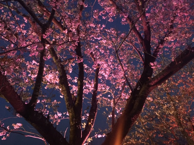 f:id:ariston_mz:20190405093915j:plain