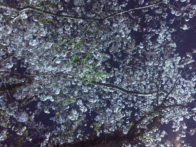 f:id:ariston_mz:20190405093918j:plain