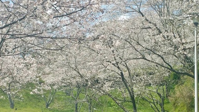 f:id:ariston_mz:20190405093951j:plain