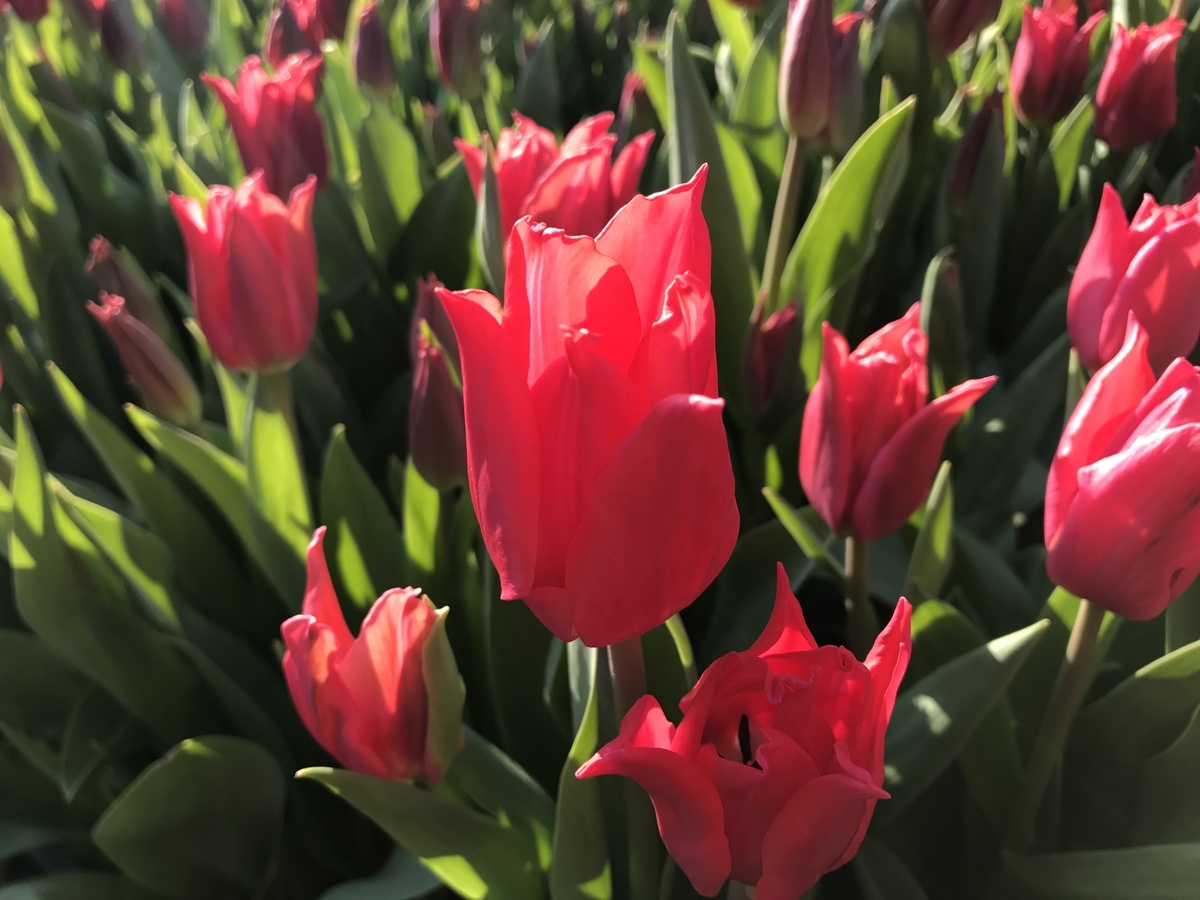f:id:arit721:20190430124733j:plain