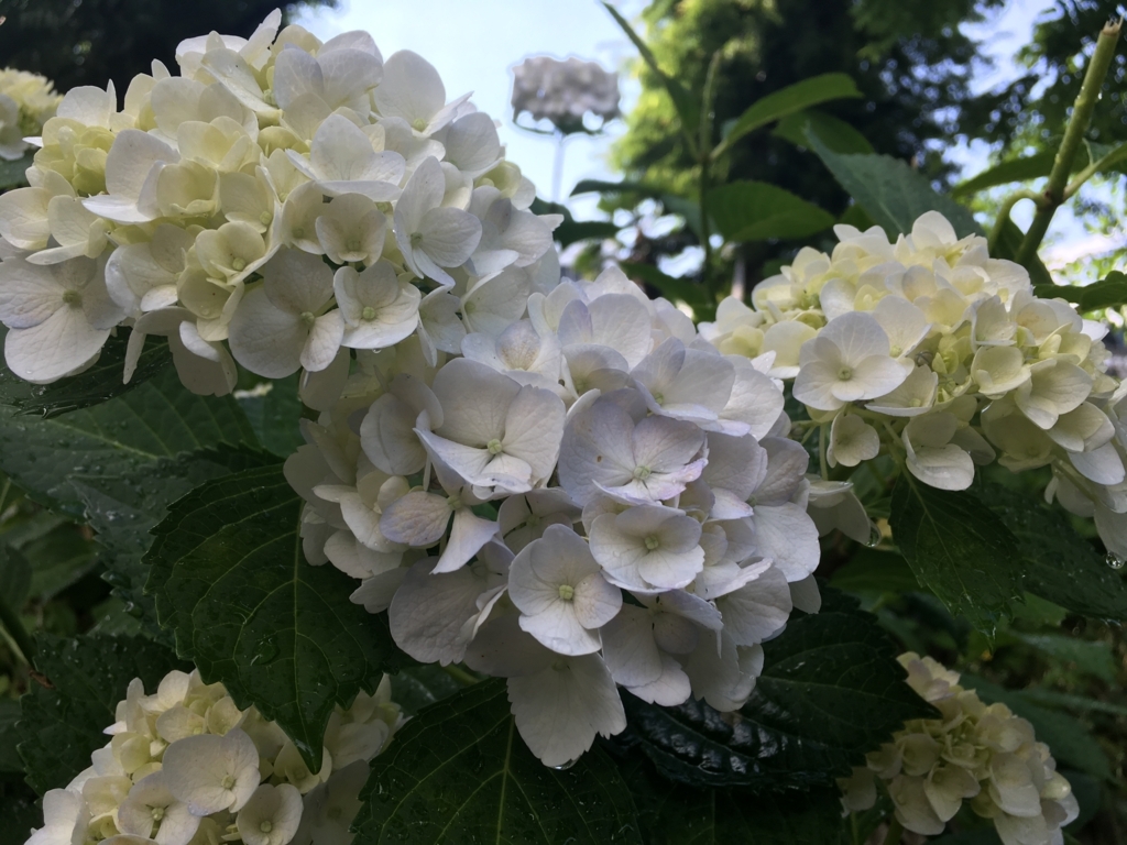 f:id:ariteiniieba:20170615181230j:plain f:id:ariteiniieba:20170615181230j:plain