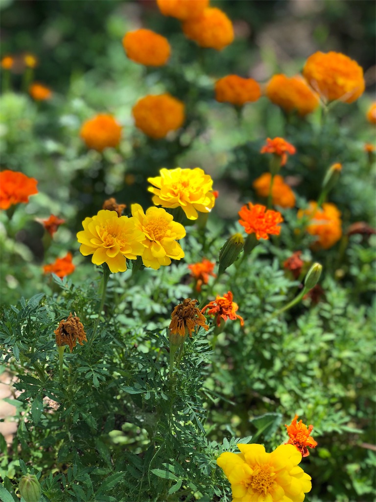 f:id:ariyuplum:20180801164223j:image f:id:ariyuplum:20180801164223j:image