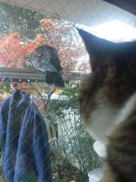 f:id:arkibito:20111218140530j:image:left