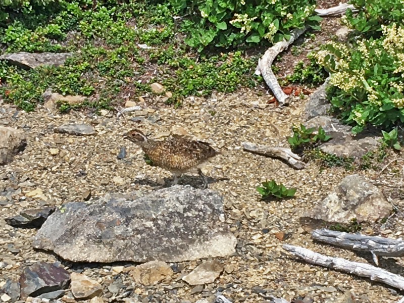 f:id:arkibito:20160811104150j:image:w360 f:id:arkibito:20160811104150j:image:w360