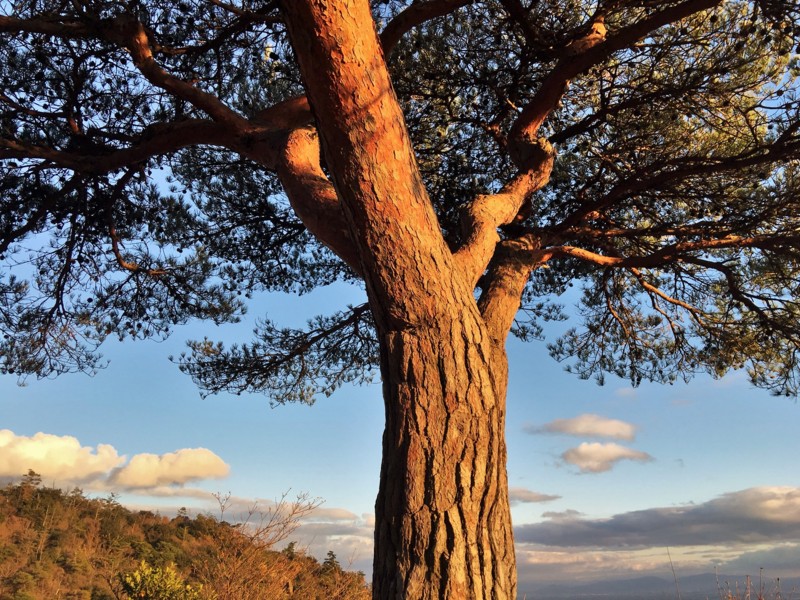 f:id:arkibito:20161230162341j:image:w360 f:id:arkibito:20161230162341j:image:w360