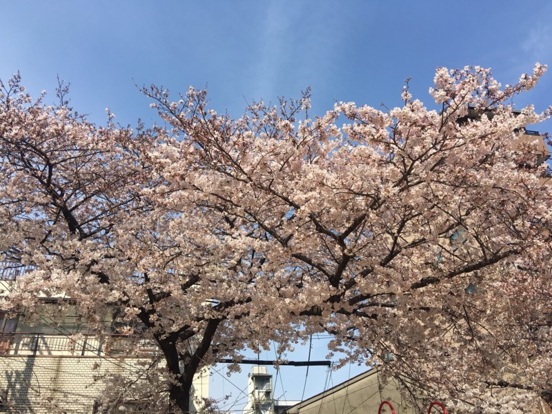 f:id:arkibito:20170405090227j:image:w640