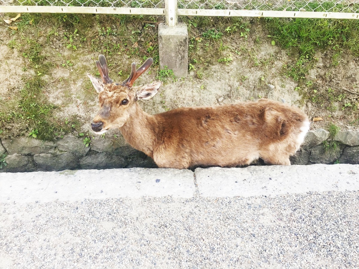 f:id:arkibito:20190525162650j:plain