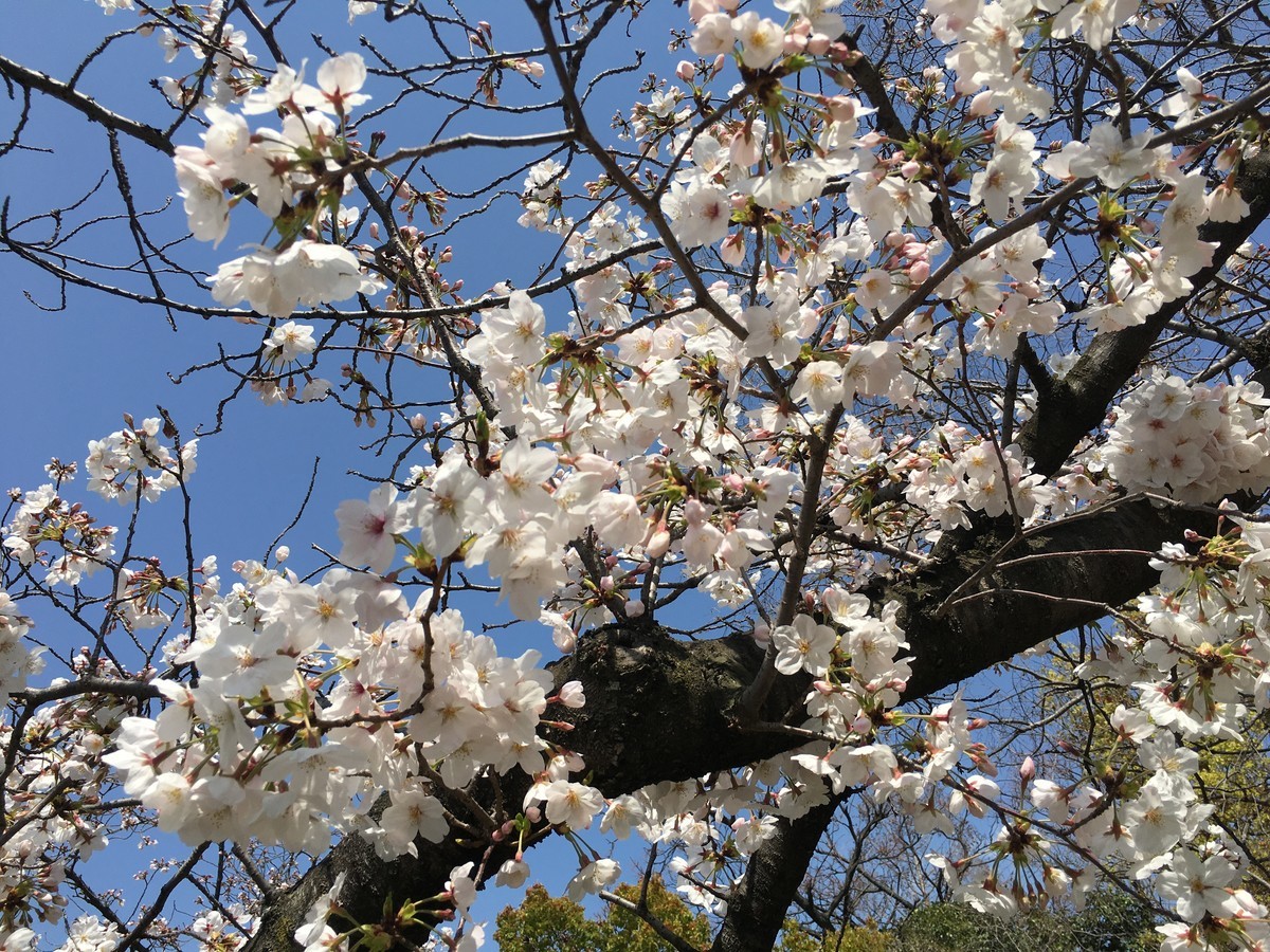 f:id:arkibito:20210326124321j:plain