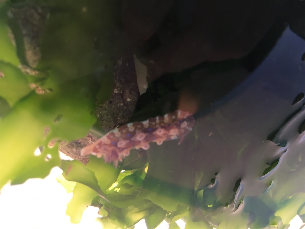 f:id:arkword:20180913064844j:image f:id:arkword:20180913064844j:image