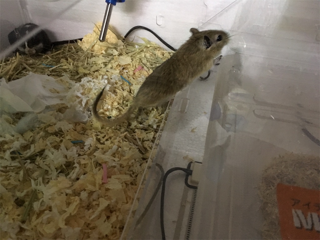 f:id:arkword:20190404174637j:image f:id:arkword:20190404174637j:image