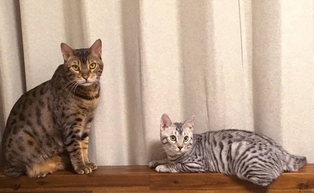 f:id:arma26:20200110151358j:plain f:id:arma26:20200110151358j:plain