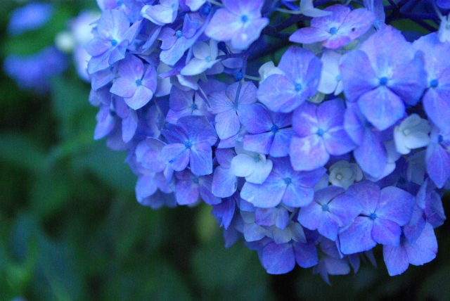 f:id:aroma-mallow:20200618142309j:plain f:id:aroma-mallow:20200618142309j:plain