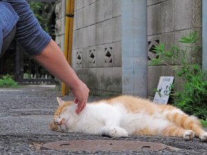猫がなでてもらっている