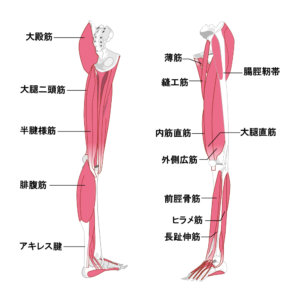 ふくらはぎの筋肉イラスト