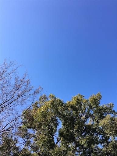 青空　木
