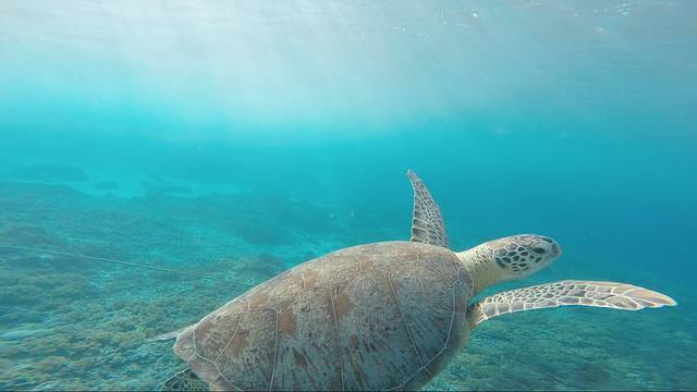 海亀