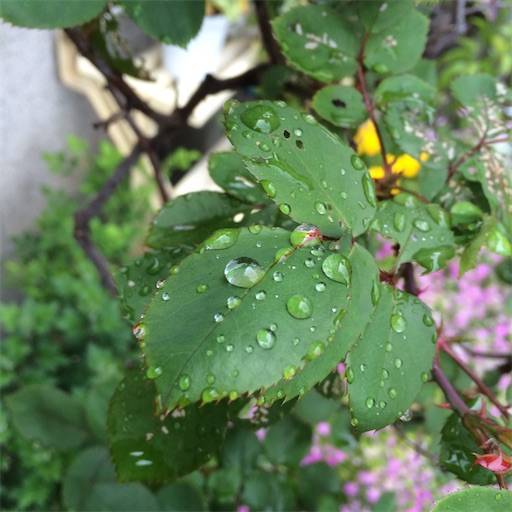 f:id:aroma-olive:20200314195918j:image f:id:aroma-olive:20200314195918j:image