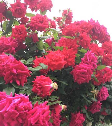 f:id:aroma-olive:20200510174822j:plain
