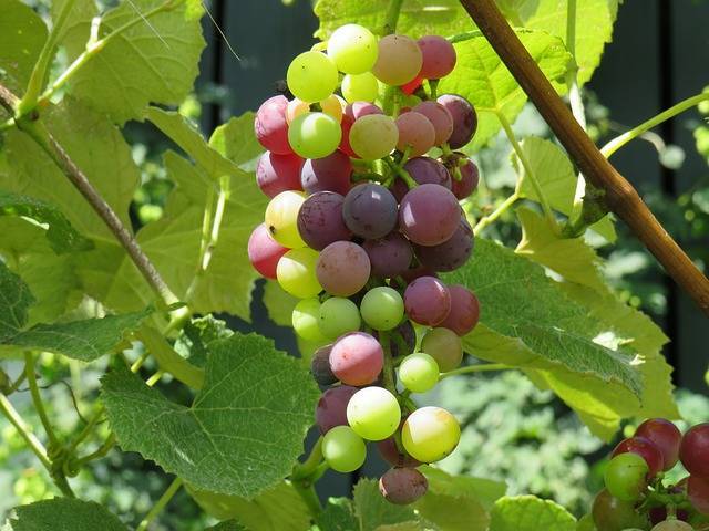 f:id:aroma-olive:20200606104751j:plain