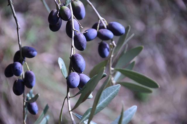 f:id:aroma-olive:20200606105039j:plain